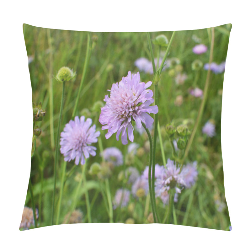 Personality  Knautia Arvensis Grows Among Grasses In The Wild Pillow Covers