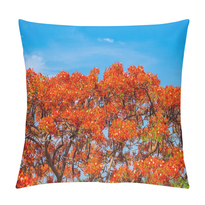 Personality  Royal Poinciana, Flamboyant, Flame Tree Pillow Covers