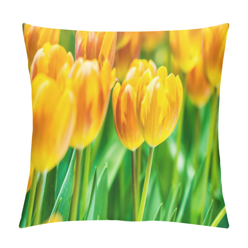 Personality  Yellow And Orange Tulips Blooming Brightly In A Lush Garden Surrounded By Green Leaves, Showcasing The Vibrant Beauty Of Spring. Pillow Covers