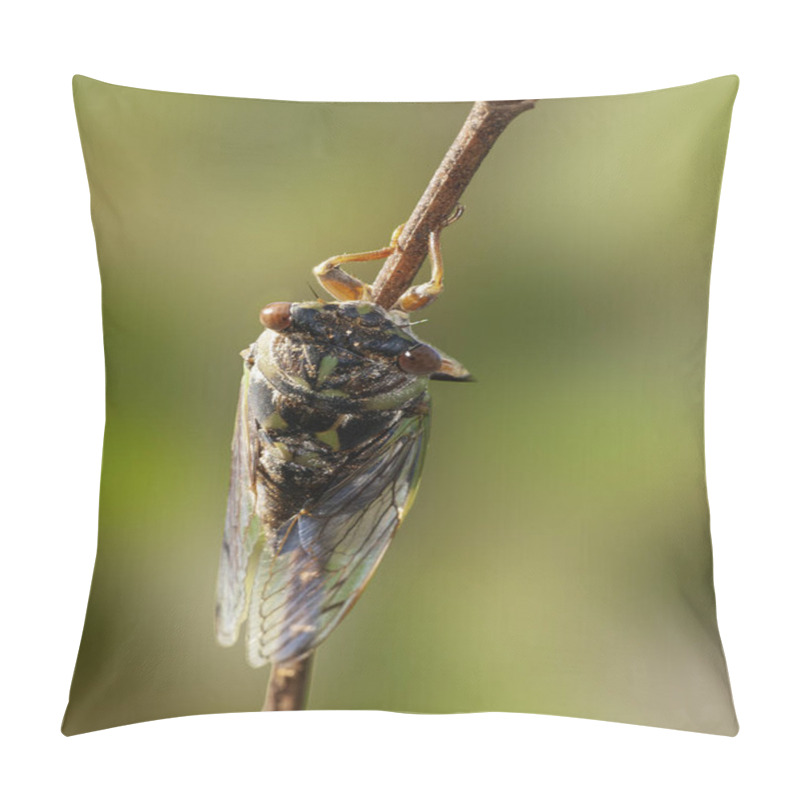 Personality  A High-angle Detailed Dorsal View Of An Annual Cicada, Neotibicen Spp. Dog Day Cicada. Vertical Pillow Covers