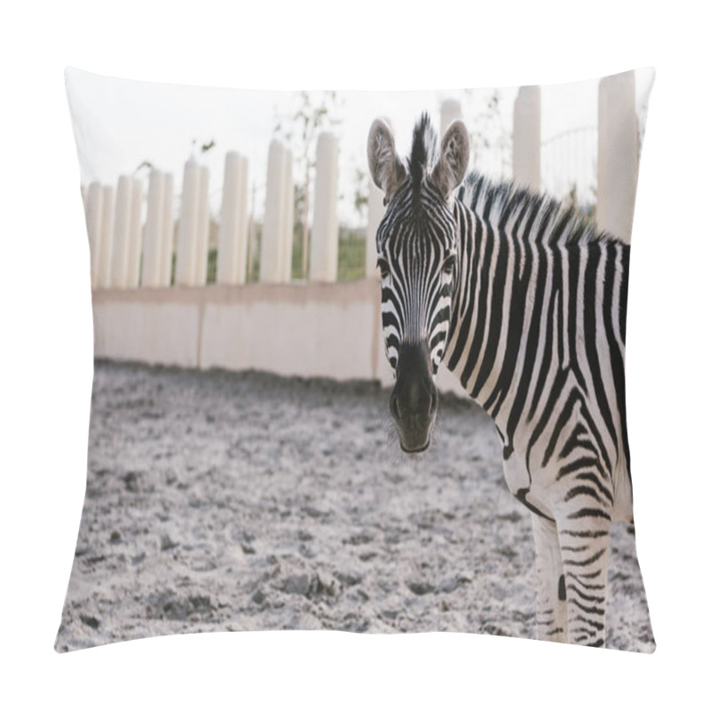 Personality  Close Up Shot Of Zebra Grazing On Ground In Corral At Zoo Pillow Covers