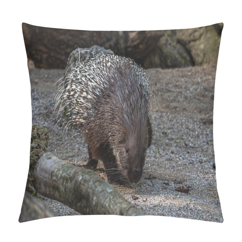 Personality  The Indian Crested Porcupine, Hystrix Indica Or Indian Porcupine, Is A Large Species Of Hystricomorph Rodent Belonging To The Old World Porcupine Family, Hystricidae Pillow Covers