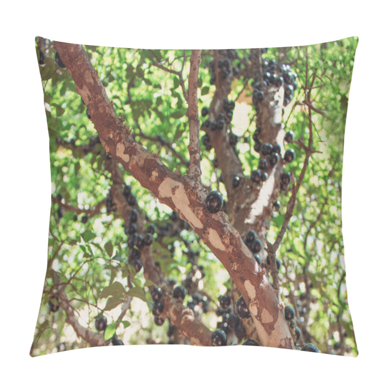 Personality  Jaboticaba Brazilian Tree Full Of Fruits On Ripe. Jaboticaba Is The Native Brazilian Grape Tree.  Pillow Covers