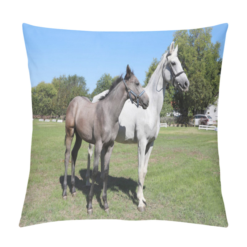 Personality  Young Mare And His Foal Show Off Their Skills On A Beautiful Summer Day, Equestrian Atmosphere Pillow Covers