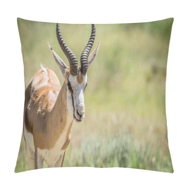 Personality  Close Up Of A Springbok In The Kalagadi. Pillow Covers