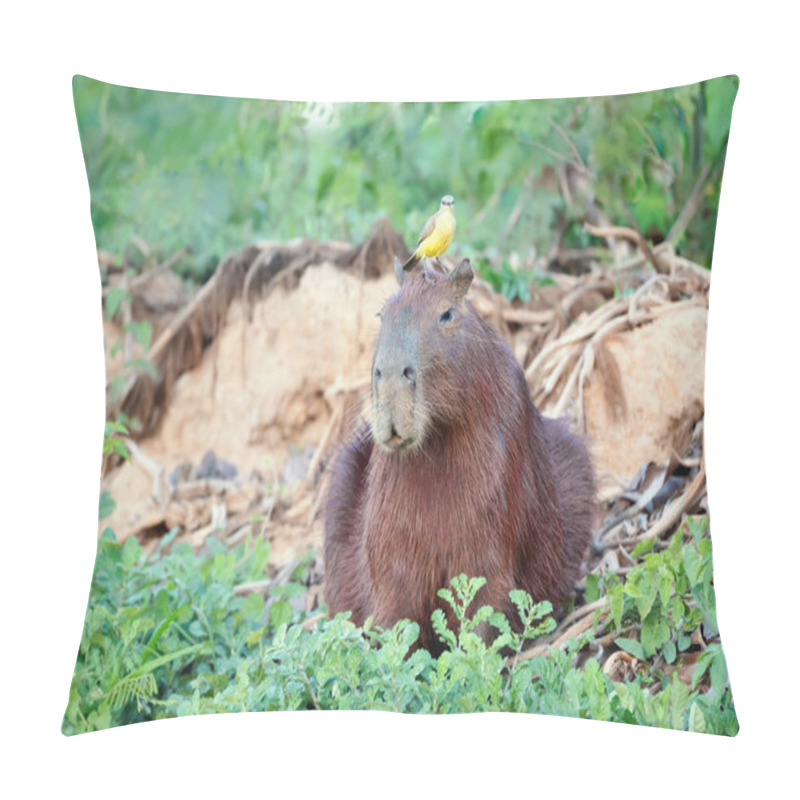 Personality  Close Up Of A Capybara With A Bird Cattle Tyrant Sitting On A Head, South Pantanal, Brazil. Pillow Covers