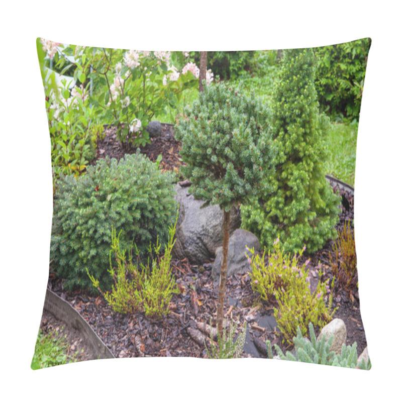 Personality  Flower Bed With Different Evergreen Plants Collection Growing Together In Composition. Picea Mariana Nana (Black Spruce), Canadian Conica Fir, Picea Obovata, Picea Abies Pillow Covers