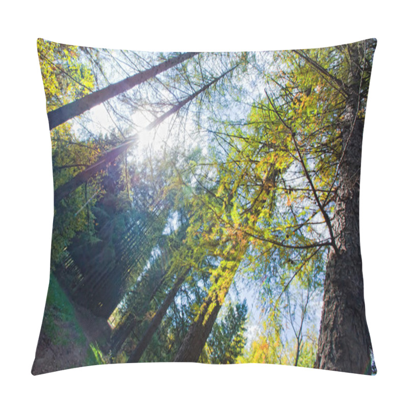 Personality  Autumn Forest With Larches Alley Pillow Covers