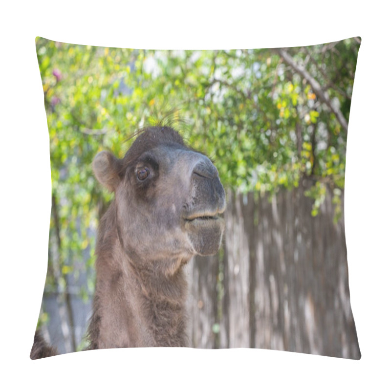 Personality  Portrait Of A Camel, Camelus Ferus, In The Zoo. Big Eyes, Funny Look And Soft Fur, An Animal In The Zoo Of Siofok, Balaton Pillow Covers