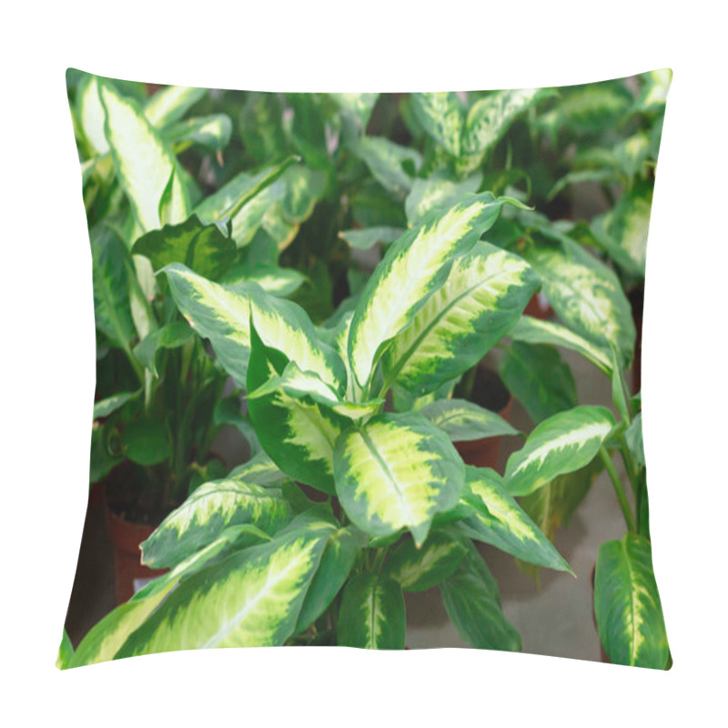 Personality  Green Potted Plants In Greenhouse. Dieffenbachia Houseplant On Sale Concept Pillow Covers