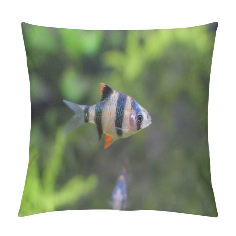 Personality  Sumatran Barb In The Aquarium, Close-up View Of The Fish. Pillow Covers