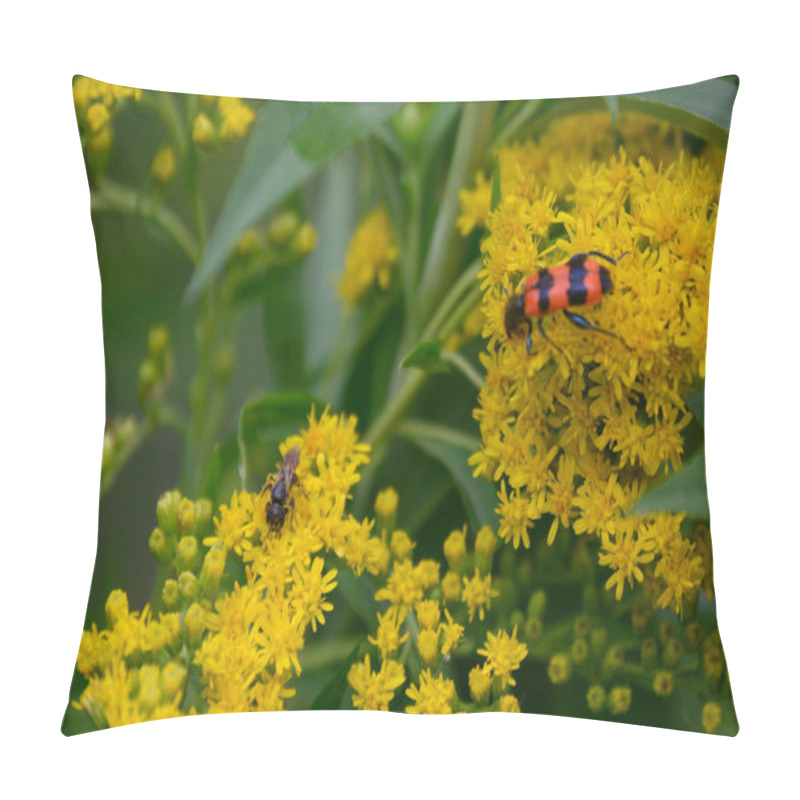 Personality  Bugs On Beautiful Flowers Growing In Garden At Summer Sunny Day Pillow Covers