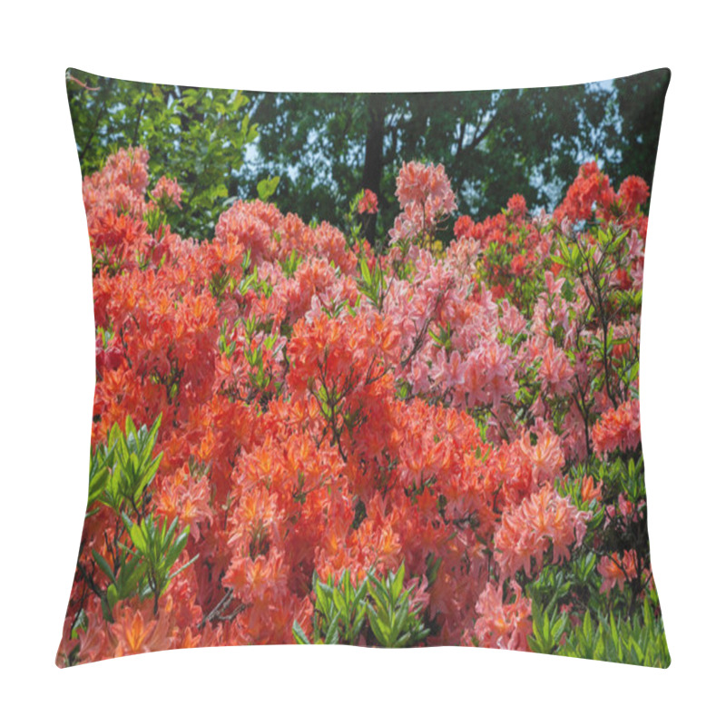 Personality  Beautiful Rhododendron Bush In Summer Garden.  Pillow Covers