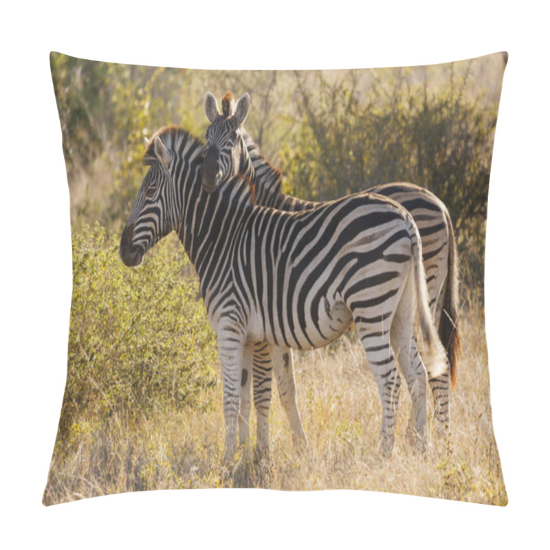 Personality  Plains Zebra (Equus Quagga, Prev. Equus Burchellii), Aka Common Zebra, Burchell's Zebra Or Quagga. KwaZulu Natal. South Africa Pillow Covers