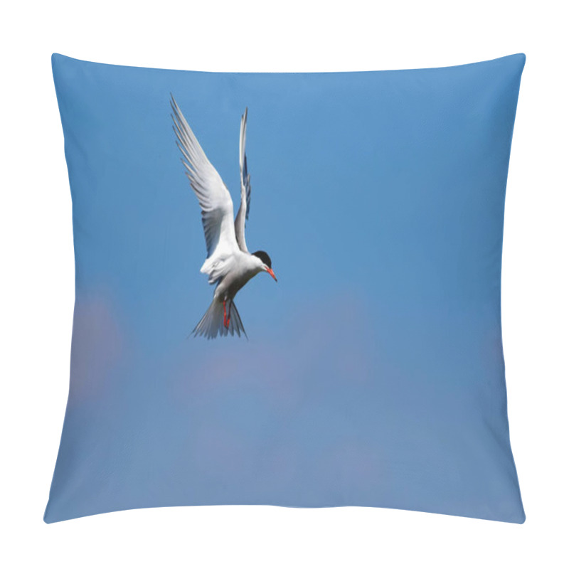 Personality  Flying Bird. Blue Sky Background. Common Bird: Common Tern. Sterna Hirundo.  Pillow Covers