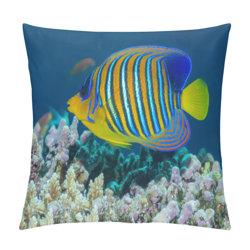 Personality  Regal Angelfish Swimming Over A Coral Reef In The Red Sea Pillow Covers