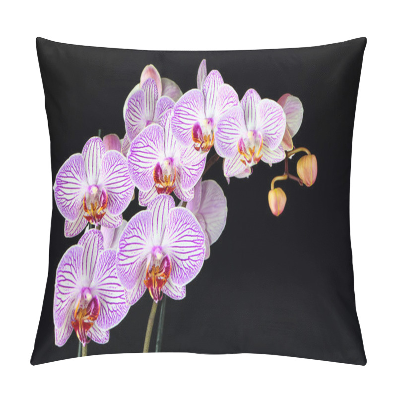 Personality  Phalaenopsis Orchid Branch Isolated On Black Pillow Covers