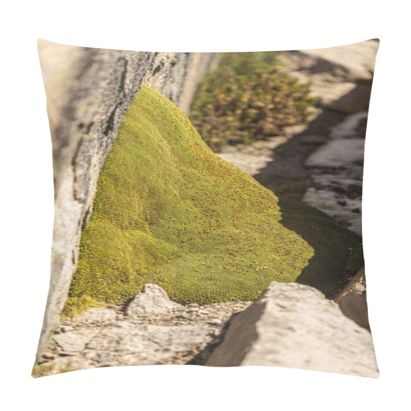 Personality  The Yareta Is An Endemic Endangered Green Moss Plant That Grows In The Andean Altiplano At High Altitudes. A Sunny Day View Of Green Yareta Moss Hanging From A Rock On An Idyllic Scenery At Lauca Park Pillow Covers