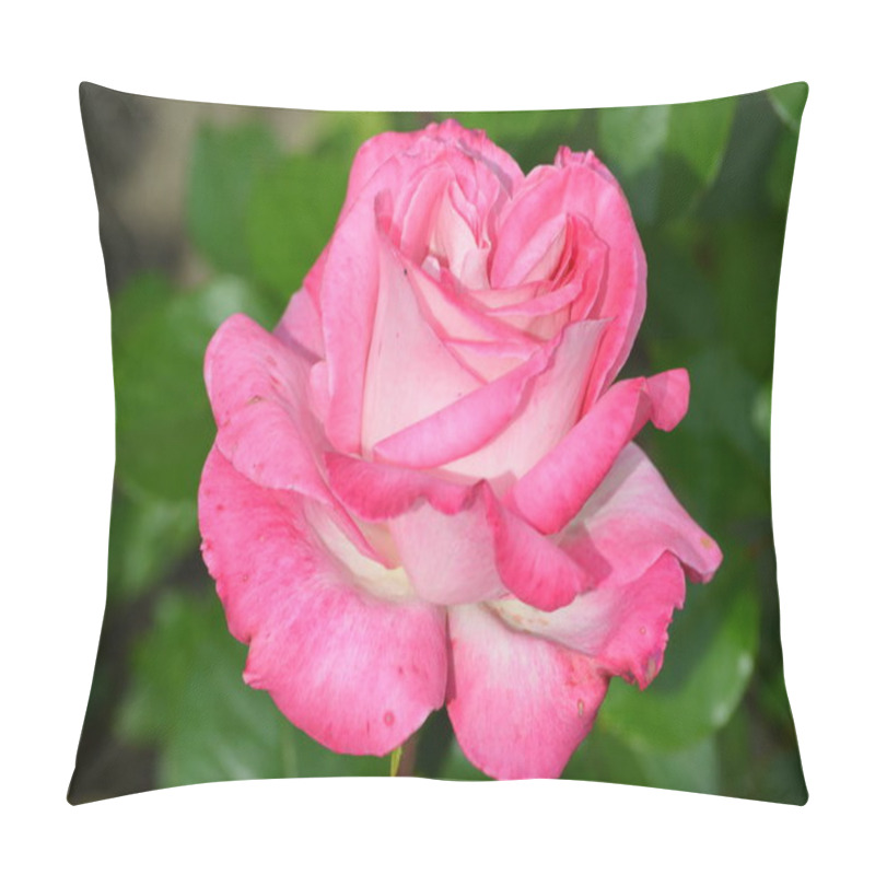 Personality  Large Green Bush With One Fresh Delicate Pink Rose In Full Bloom In A Summer Garden, In Direct Sunlight, With Blurred Green Leaves, Beautiful Outdoor Floral Background Photographed Pillow Covers