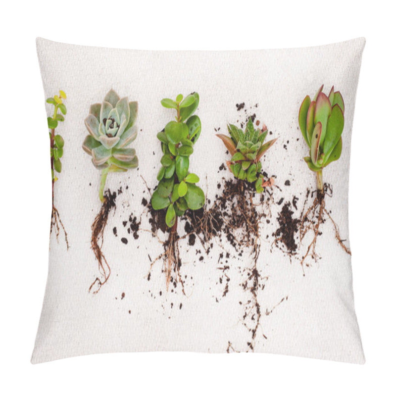 Personality  Various Succulent Plants Growing From Cuttings With Roots On A Light And Neutral Background With Copy Space Pillow Covers