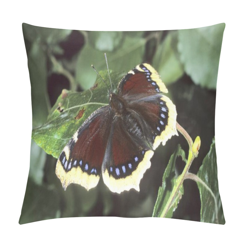 Personality  Close Up Of Mourning Cloak (Nymphalis Antiopa) Pillow Covers