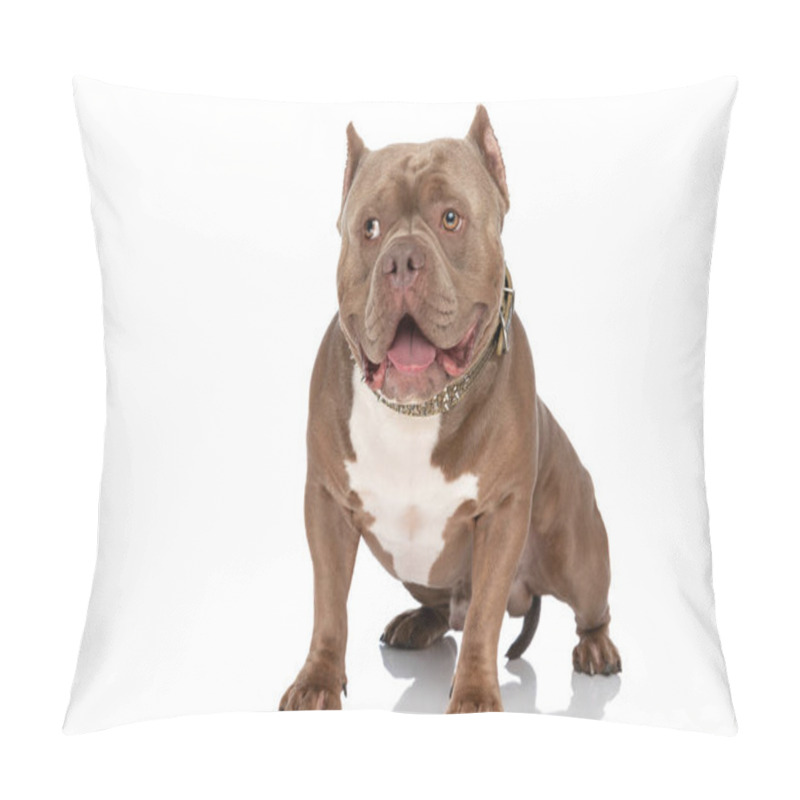 Personality  Brown American Bully Doggy With Golden Collar Looking To Side, Sticking Out Tongue And Panting While Standing Isolated On White Background In Studio Pillow Covers