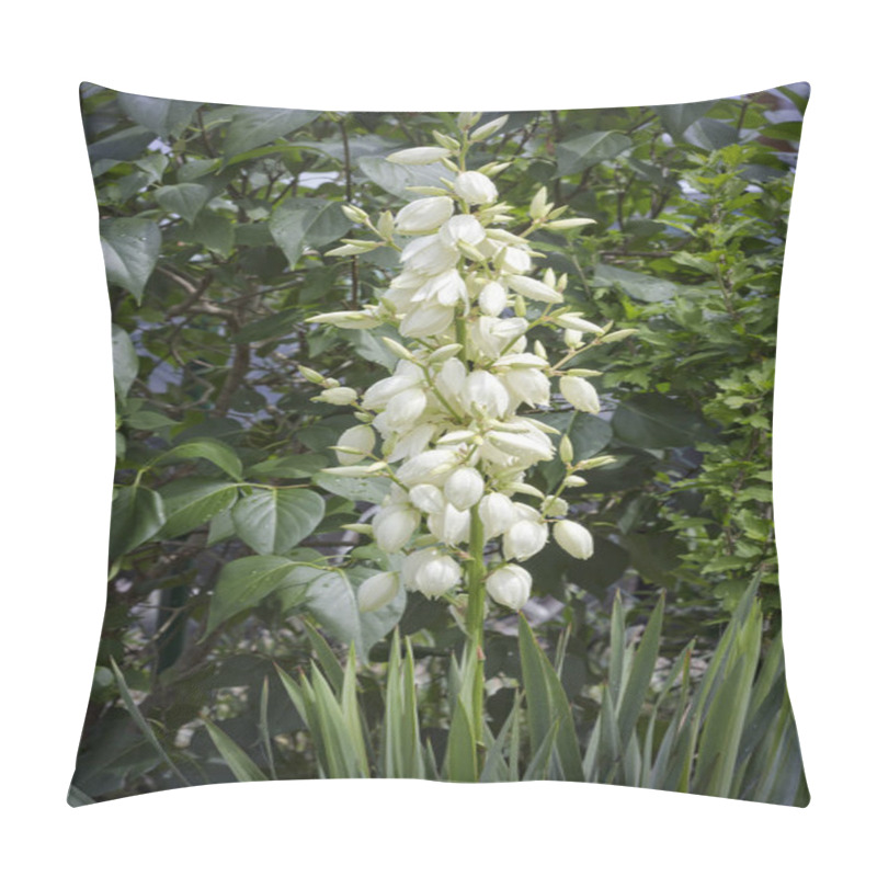 Personality  Blossoms Of A Yucca Filamentosa Plant In The Garden Pillow Covers