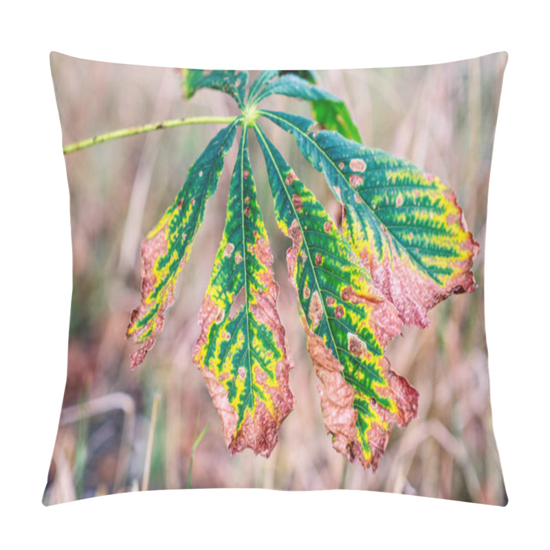 Personality  Sick Horse Chestnut Leaves In Summer. Pillow Covers