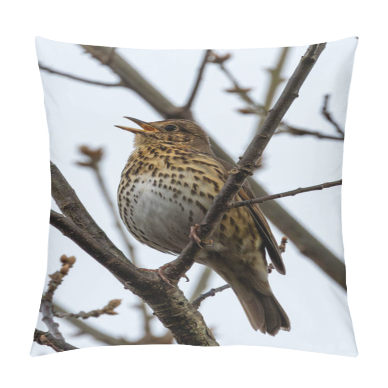 Personality  The Song Thrush (Turdus Philomelos) Eats Insects, Snails, And Berries. Photographed In Father Collins Park, Dublin. Pillow Covers