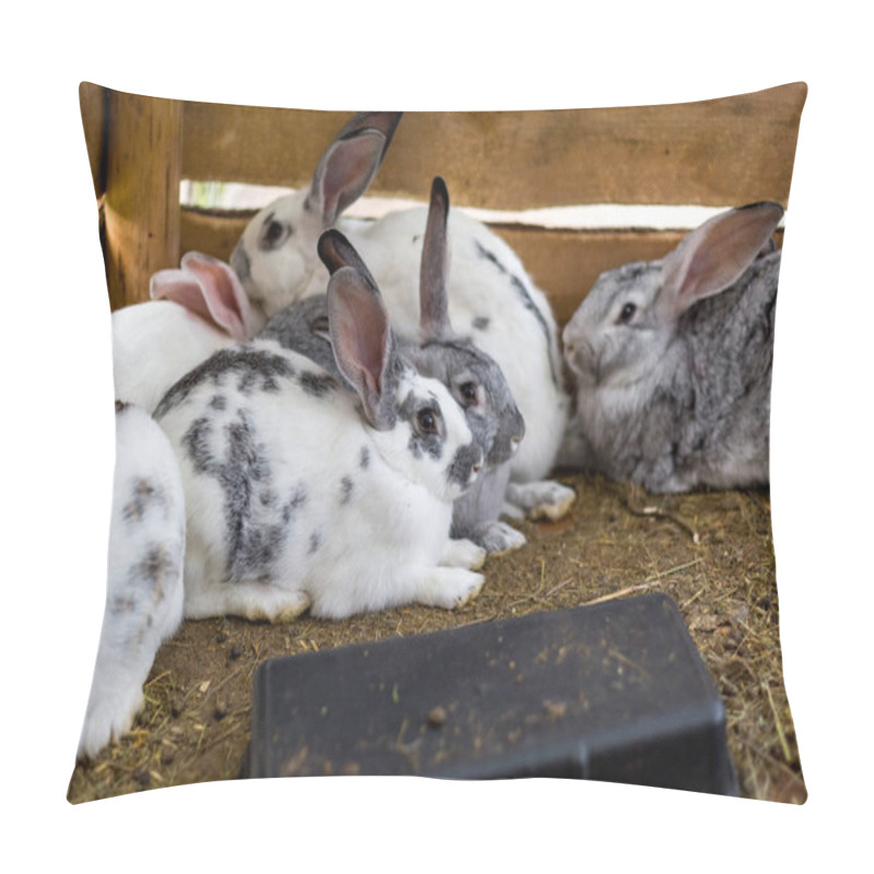 Personality  Breeding A Group Of Rabbits In A Small Shed Pillow Covers