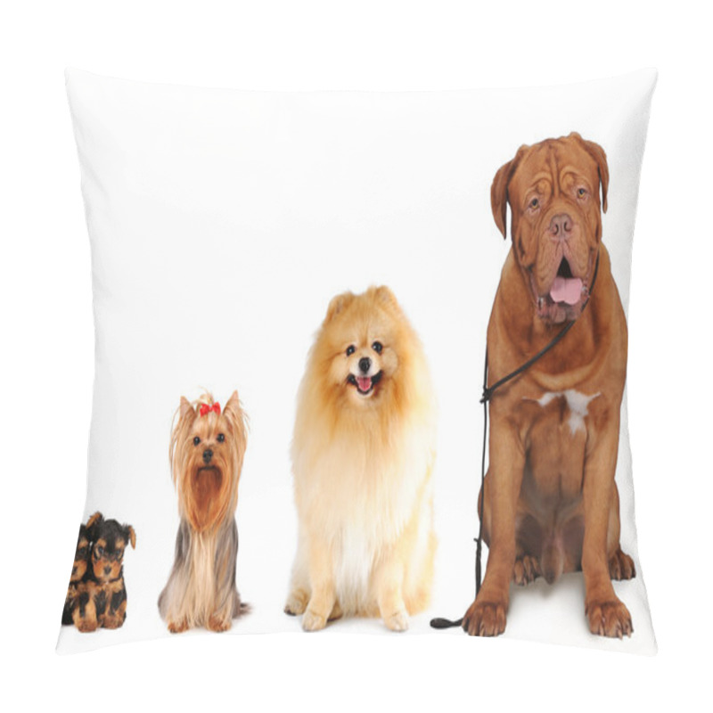 Personality  Group Of Dogs Different Sizes Isolated Pillow Covers