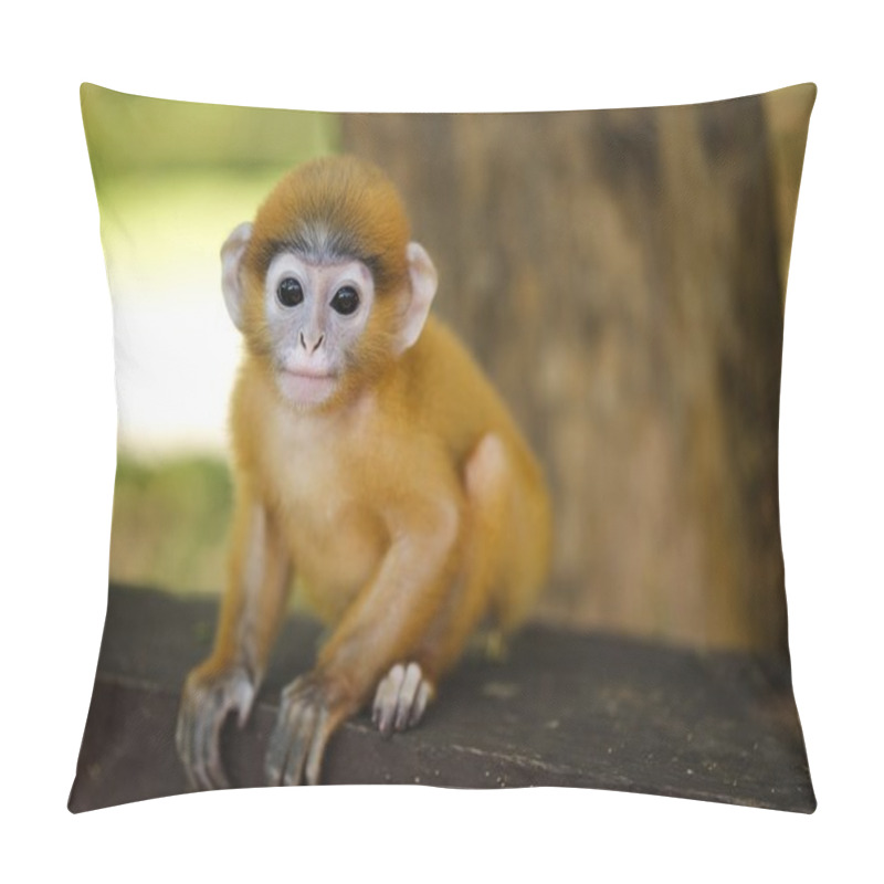 Personality  Young Langur Ape Sitting Pillow Covers