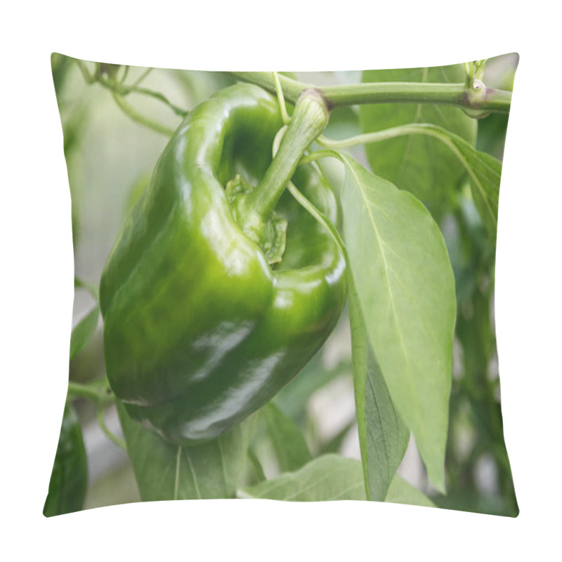 Personality  Green Bell Pepper Grows On A Bush In The Garden Pillow Covers