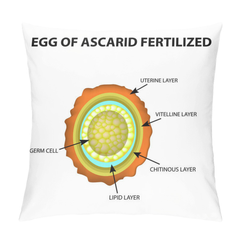 Personality  The Egg Of The Roundworm Is Fertilized. Structure Of Ascaris Eggs. Infographics. Vector Illustration On Isolated Background. Pillow Covers