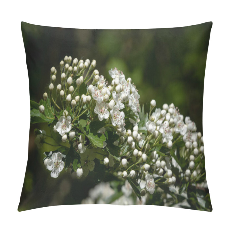 Personality  Hawthorn (Crataegus Monogyna) In Flower Close-up Pillow Covers