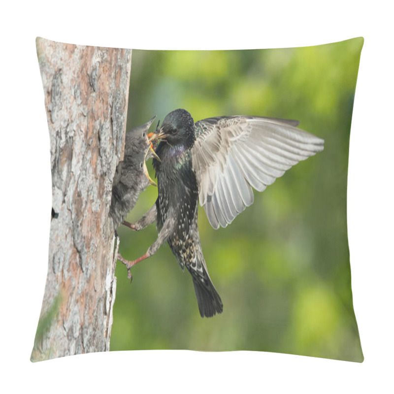 Personality  The Common Starling, Sturnus Vulgaris Is Flying With Some Insect To Feed Its Chick, The Young Bird Is Opening Its Beak To Be Feeded, Pretty Golden Light, Green Background Pillow Covers