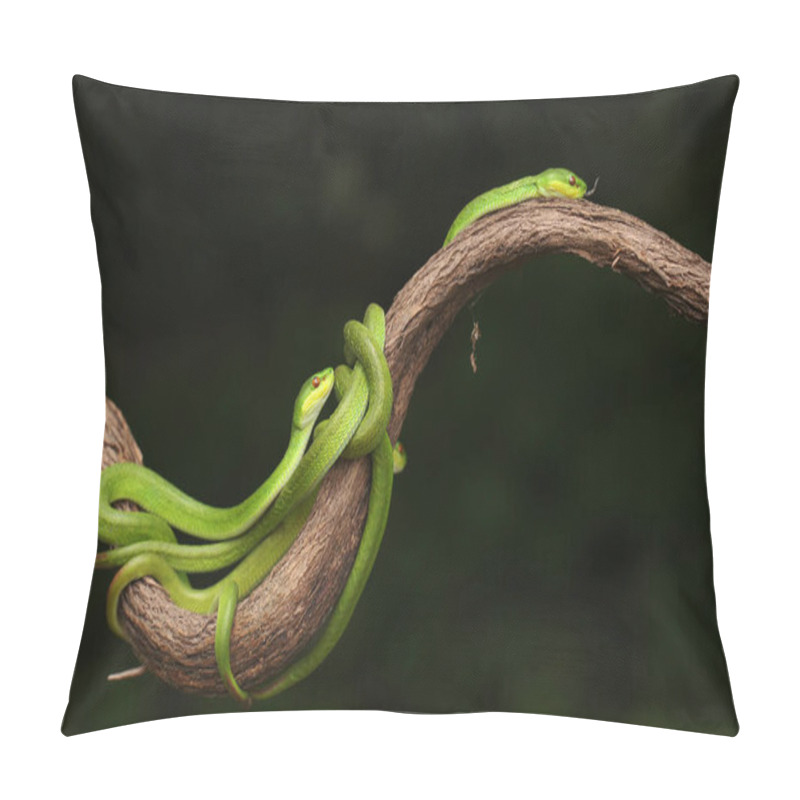 Personality  A Group Of Baby Lesser Sunda Pit Vipers (Trimeresurus Insularis) Crept Along A Dry Tree Branch. Pillow Covers