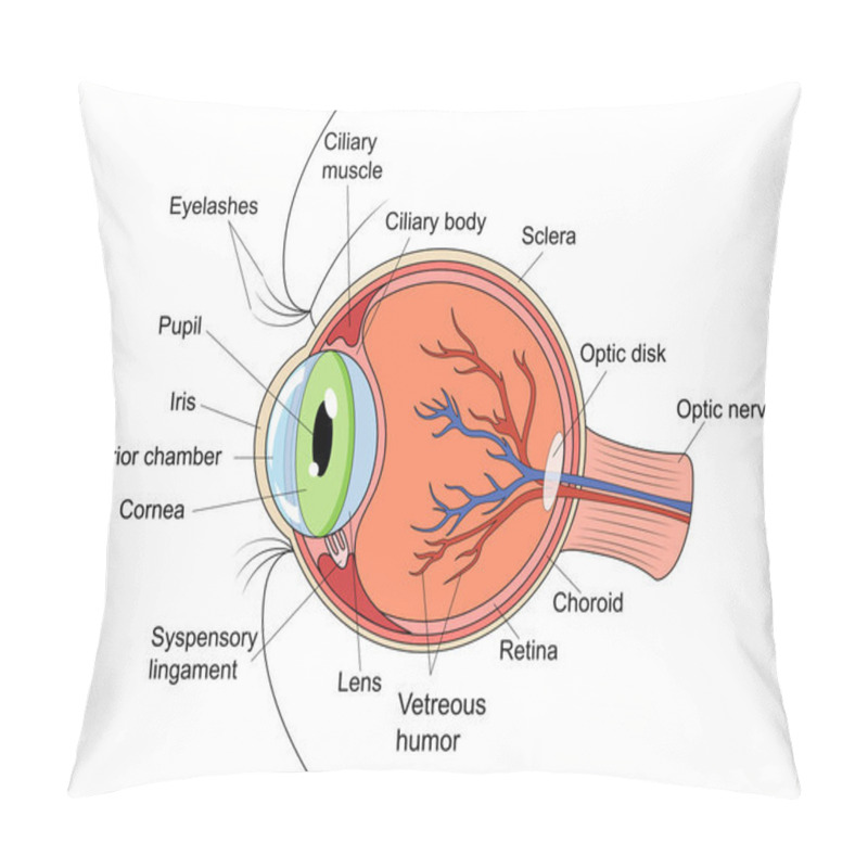 Personality  Human Eye Structure Diagram Schematic Vector Illustration. Medical Science Educational Illustration Pillow Covers