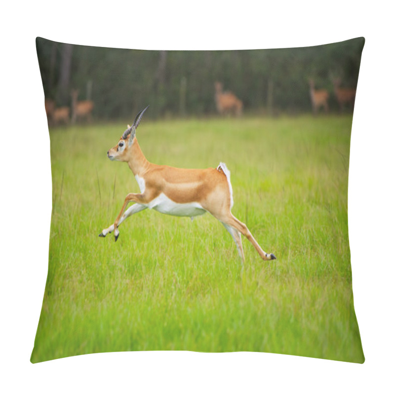 Personality  Antelope Jumping Pillow Covers