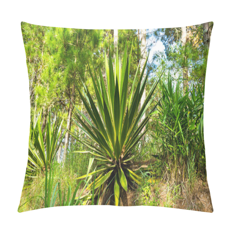 Personality  A Prickly Large Plant In Vietnam. Pillow Covers