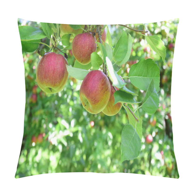 Personality  Ripe Red Apples - Apple Orchards In South Tyrol Shortly Before The Apple Harvest Pillow Covers