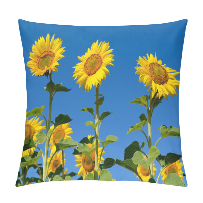 Personality  Yellow Sunflowers Grow In The Field. Agricultural Crops. Pillow Covers