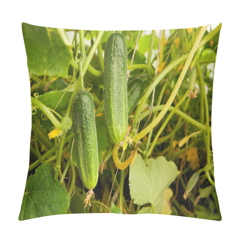 Personality  Cucumbers In The Garden Pillow Covers