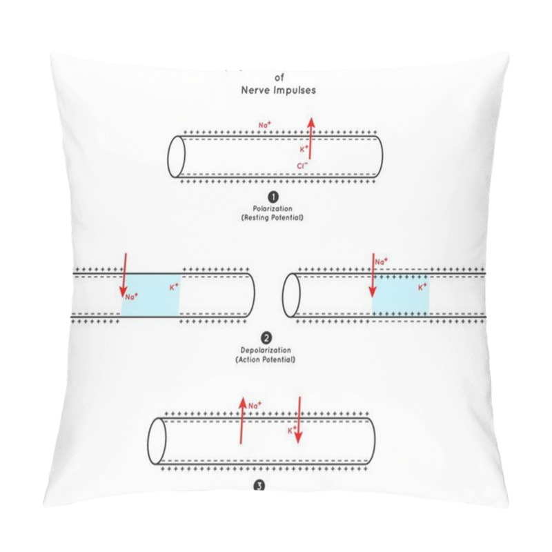 Personality  Propagation And Conduction Of Nerve Impulse Infographic Diagram Including Polarization Resting Potential Depolarization Action Re-polarization Neurology Biology Physiology Science Education Vector Pillow Covers