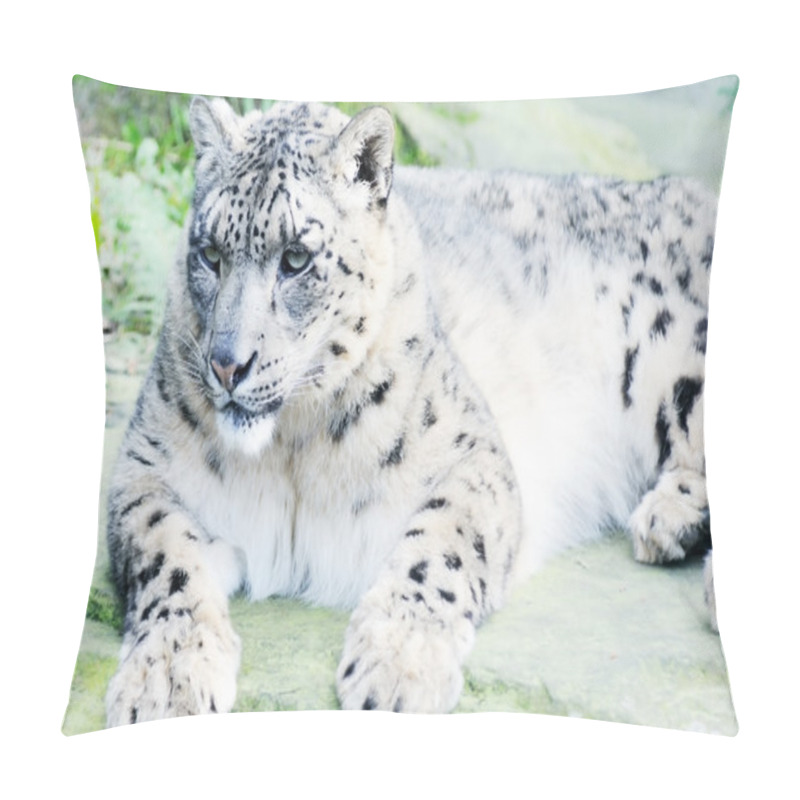 Personality  Snow Leopard On Rock Pillow Covers