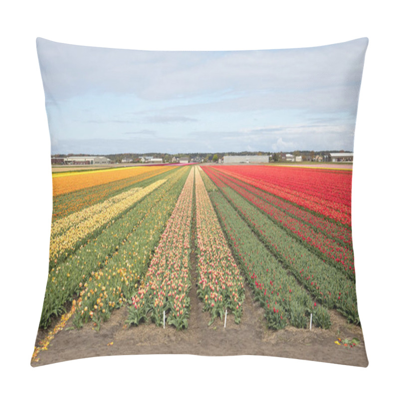 Personality  Tulip Fields Of The Bollenstreek, South Holland, Pillow Covers