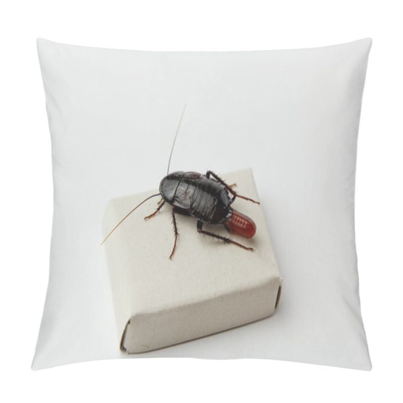 Personality  Red Pregnant Cockroach With An Egg, On A White Isolated Background. Macro Photo Close-up. Pillow Covers