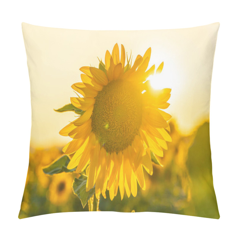 Personality  Field Of Blooming Sunflowers On A Background Sunset In Valensole Pillow Covers