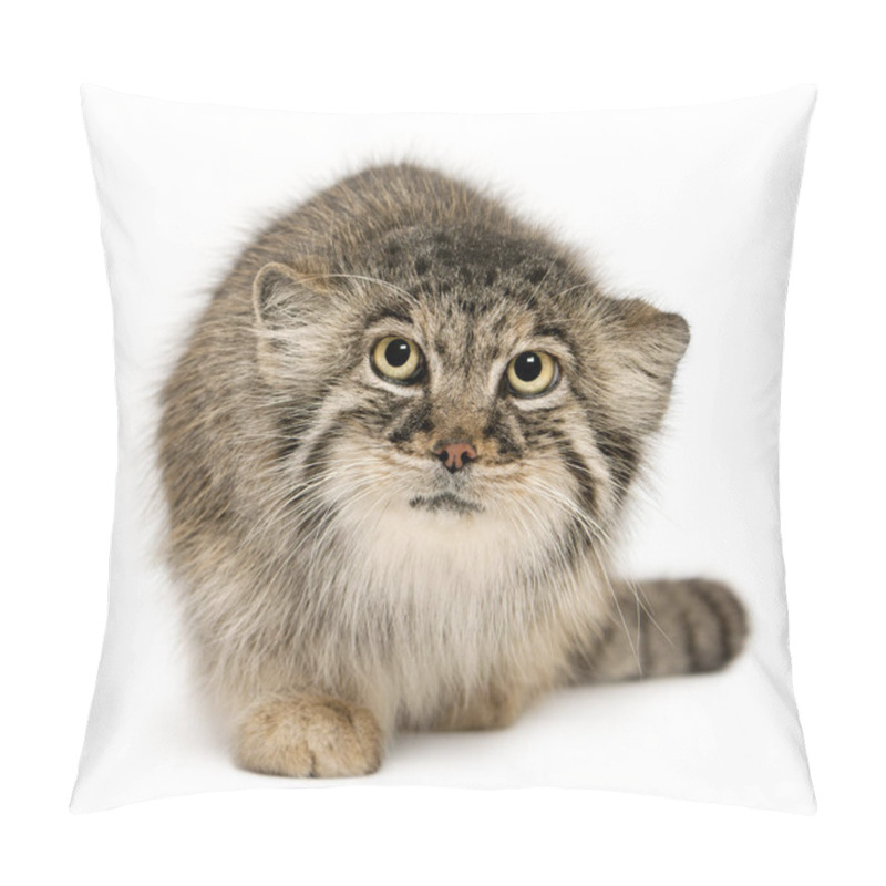 Personality  Pallas's Cat, Otocolobus Manul, 11 Years Old, In Front Of White  Pillow Covers