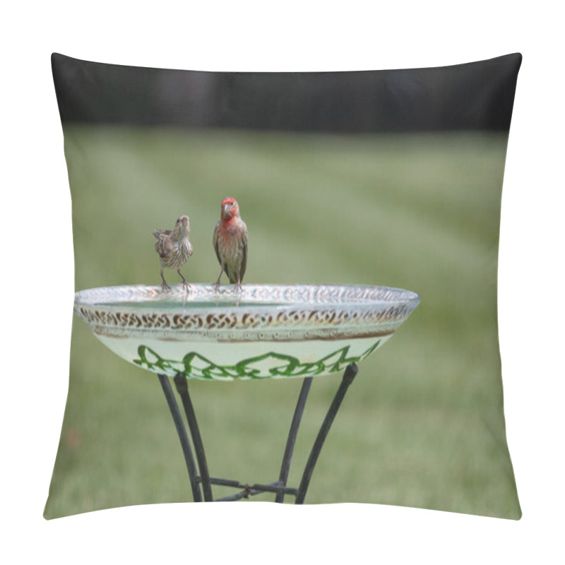 Personality  Close Up Abstract View Of Two Finches Sitting At A Birdbath, Facing The Camera, With Defocused Background Pillow Covers